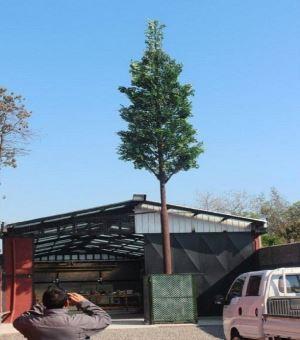 Disfressat de torre de cèl·lules de palmera